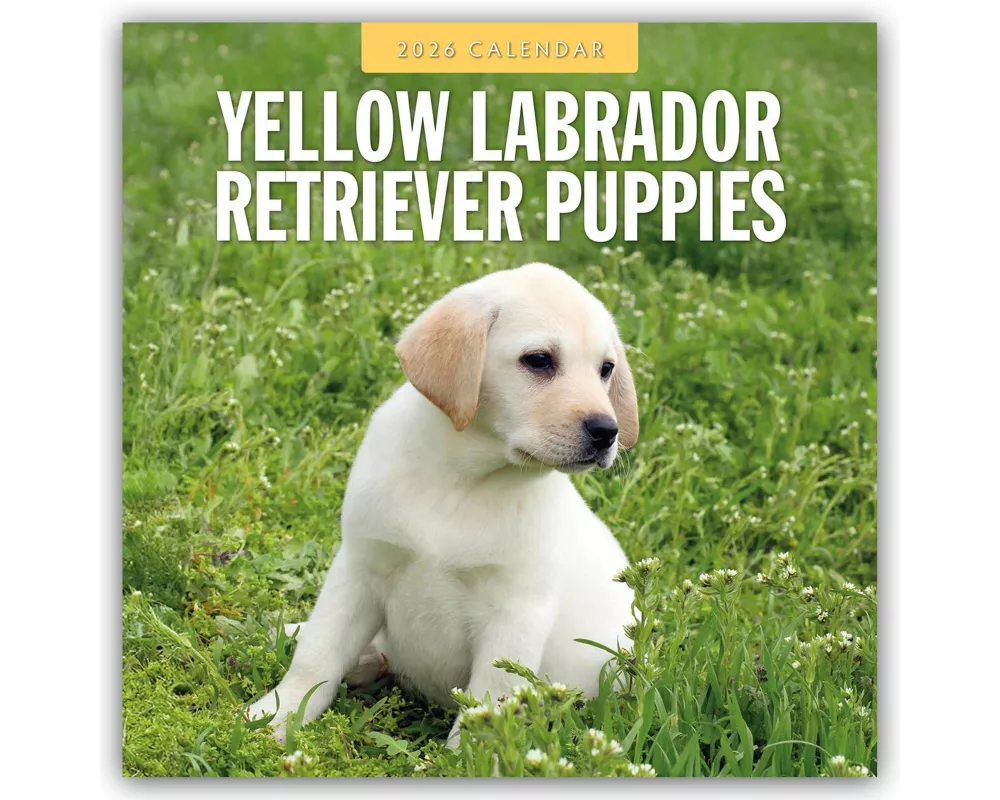 Yellow Labrador Retriever Puppies 2026 Square Wall Calendar