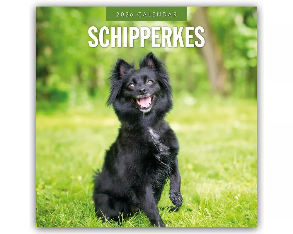 Schipperkes 2026 Square Wall Calendar