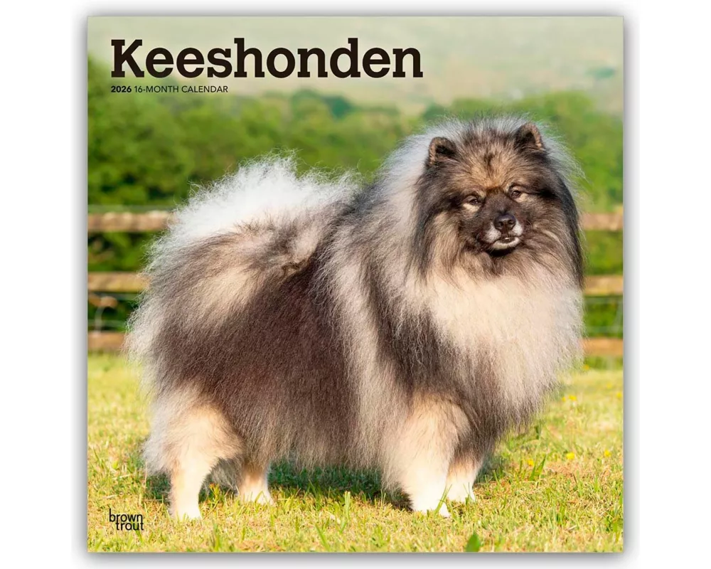 Keeshonden - Wolfsspitz 2026 - 16-Monatskalender