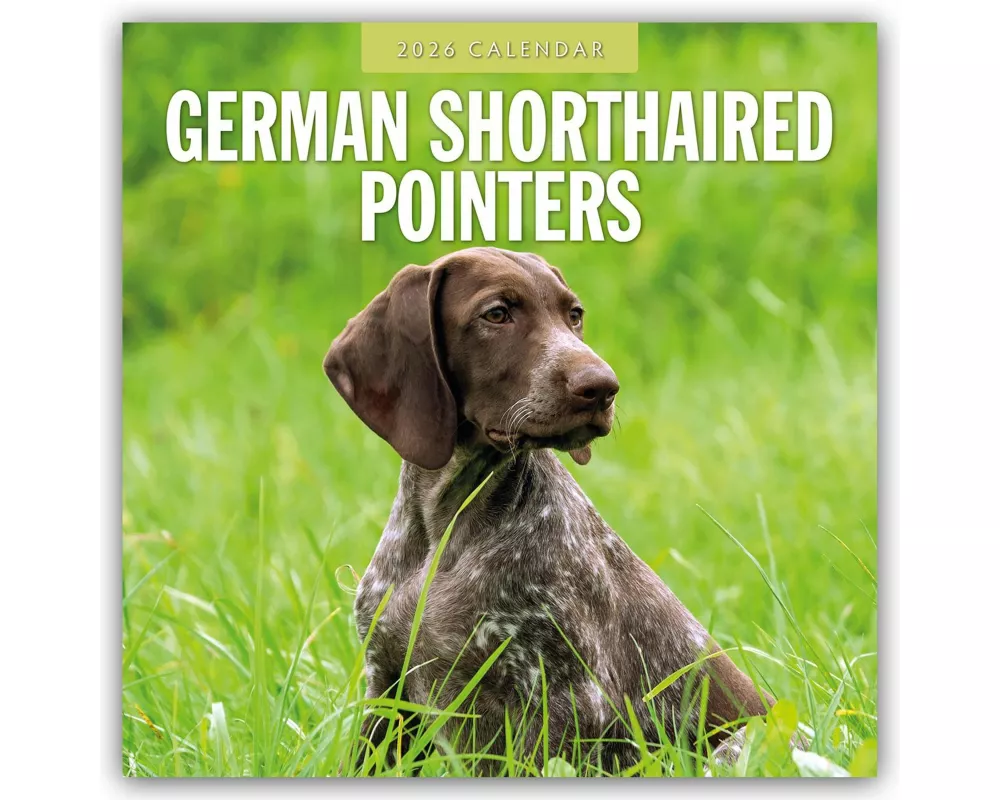 German Shorthaired Pointers 2026 Square Wall Calendar