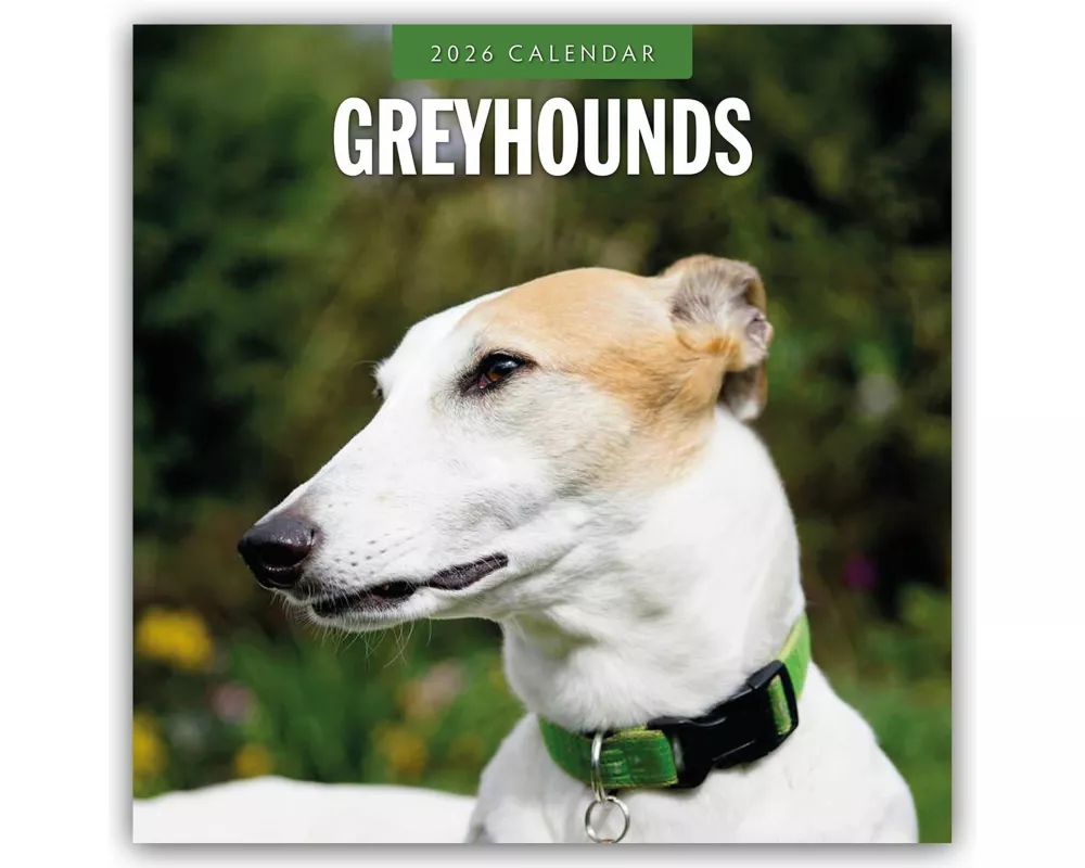 Greyhounds 2026 Square Wall Calendar