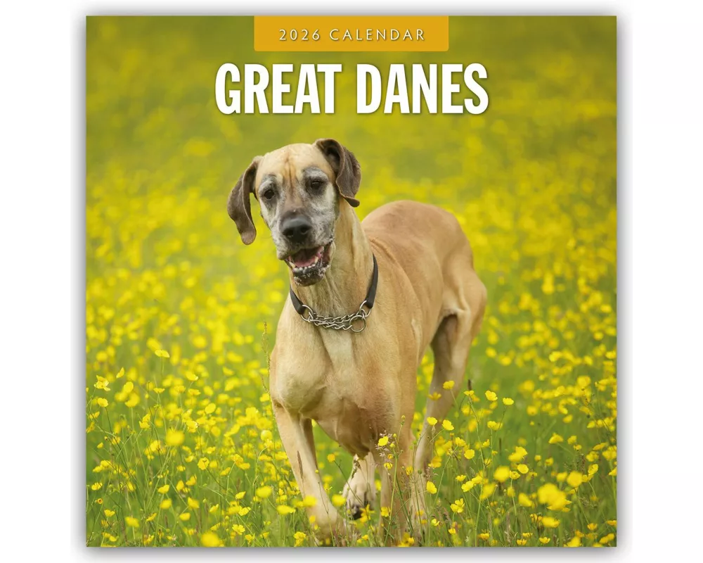 Great Danes 2026 Square Wall Calendar