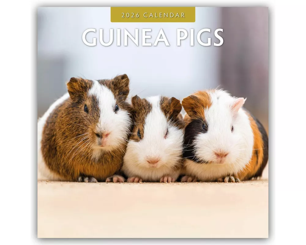Guinea Pigs 2026 Square Wall Calendar