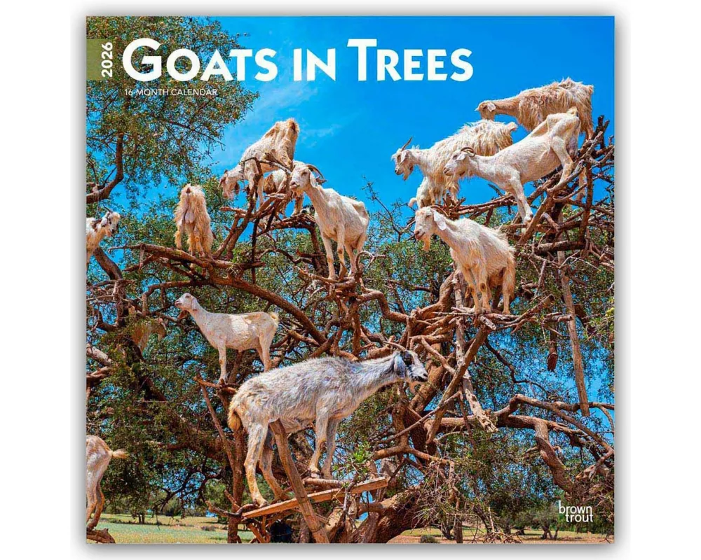 Goats in Trees 2026 12 X 24 Inch (Hanging) Monthly Square Wall Calendar Plastic-Free
