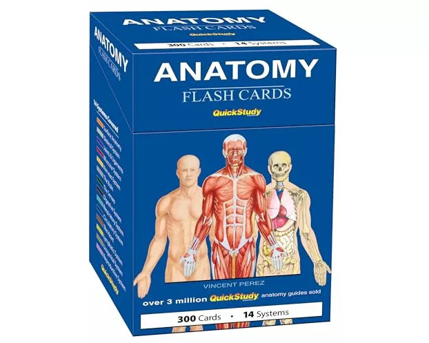 Anatomy Flash Cards (300 Cards)