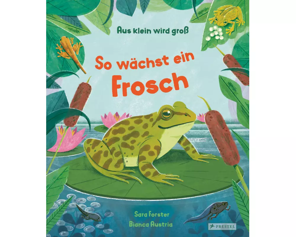 Aus klein wird groß. So wächst ein Frosch