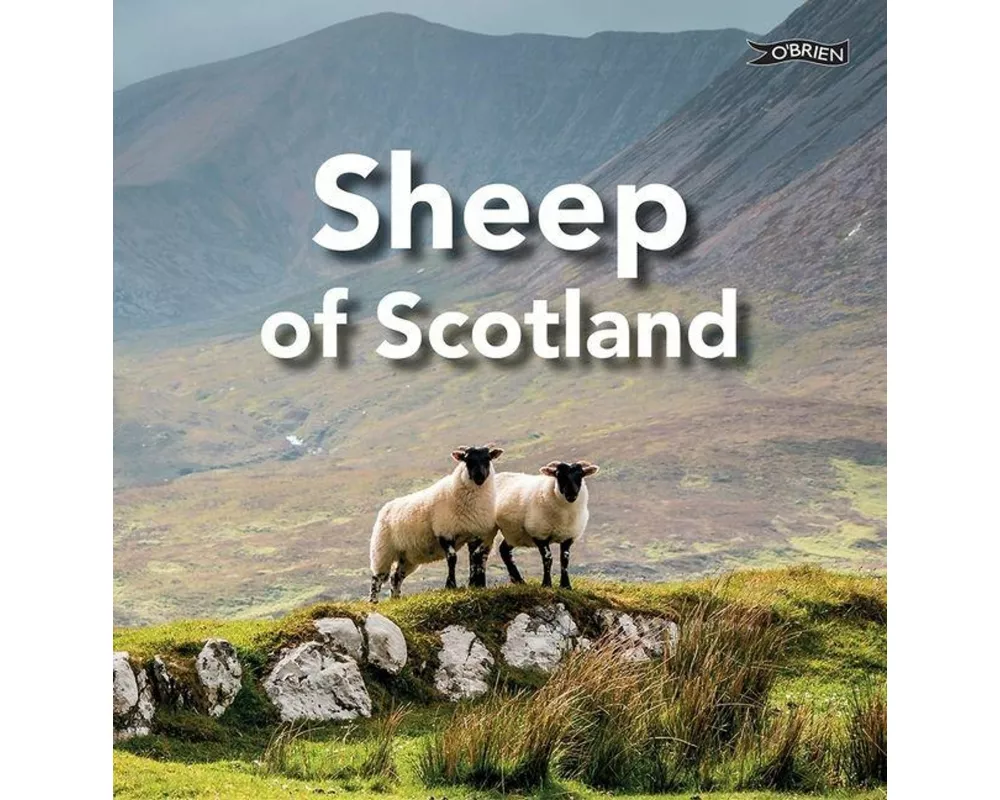 Sheep of Scotland