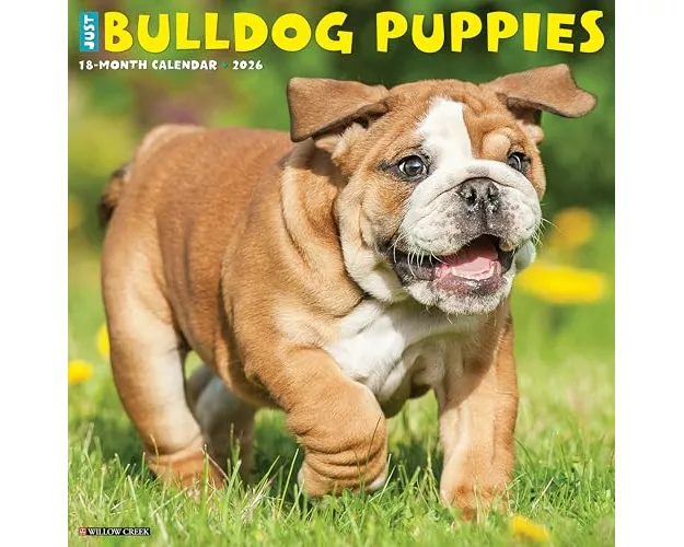 Bulldog Puppies 2026 12 X 12 Wall Calendar