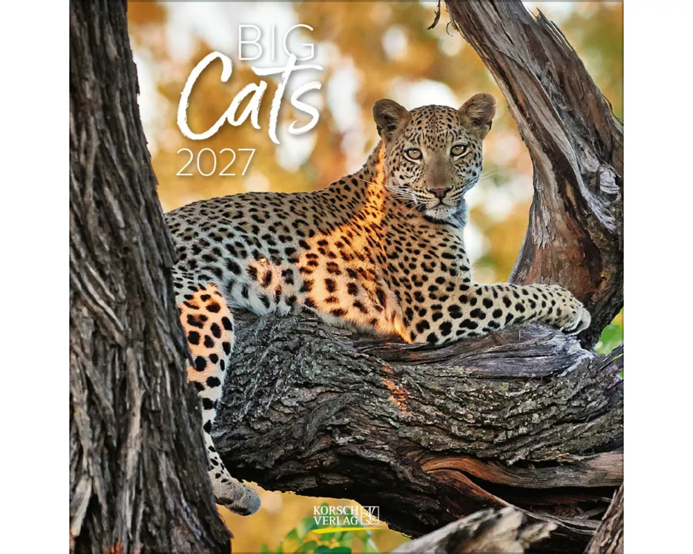 Big Cats 2027