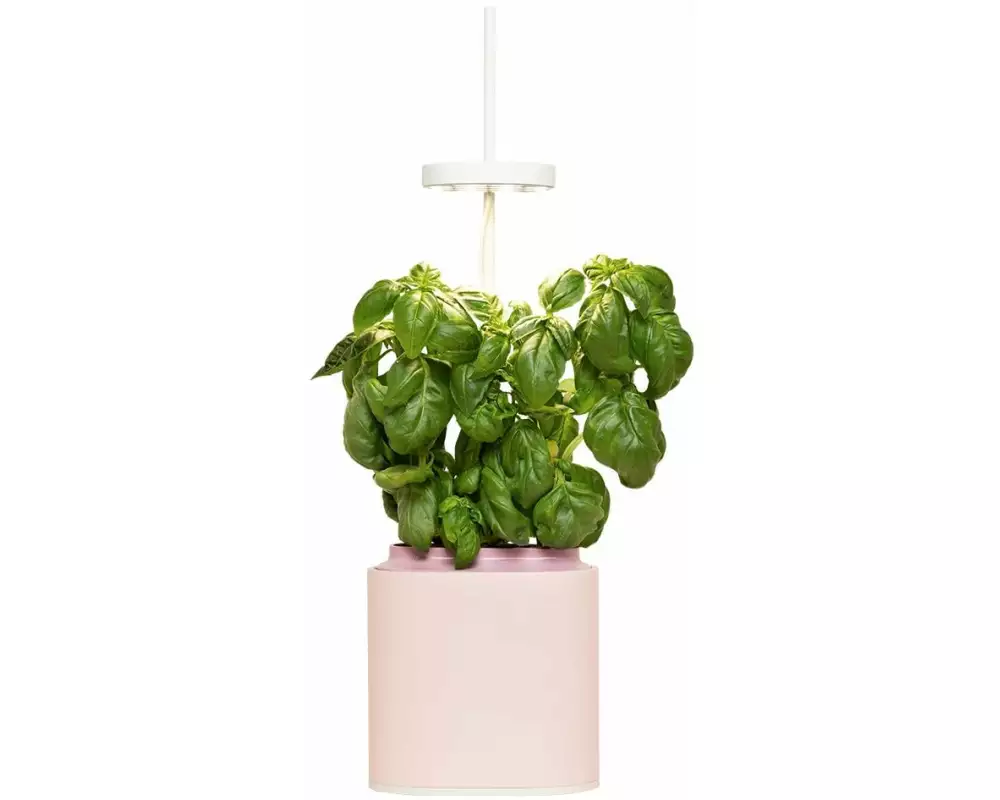 Prêt à Pousser Kräutertopf Nano, Quartz Pink