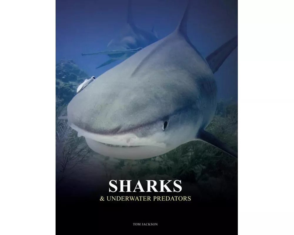 Sharks and Underwater Predators
