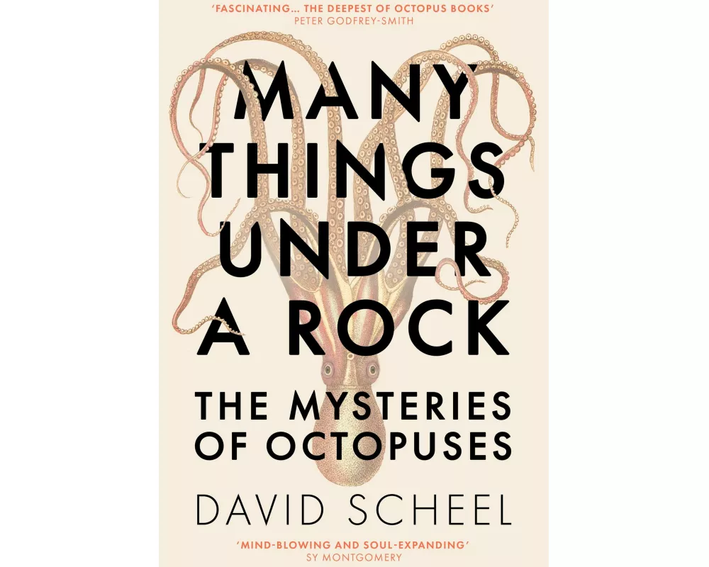 Many Things Under a Rock