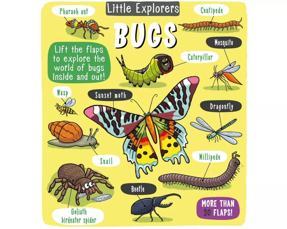 Little Explorers: Bugs