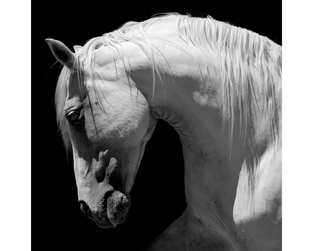 Paper + Design Papierservietten Graues Pferd 33 cm x 33 cm, 20 Stück