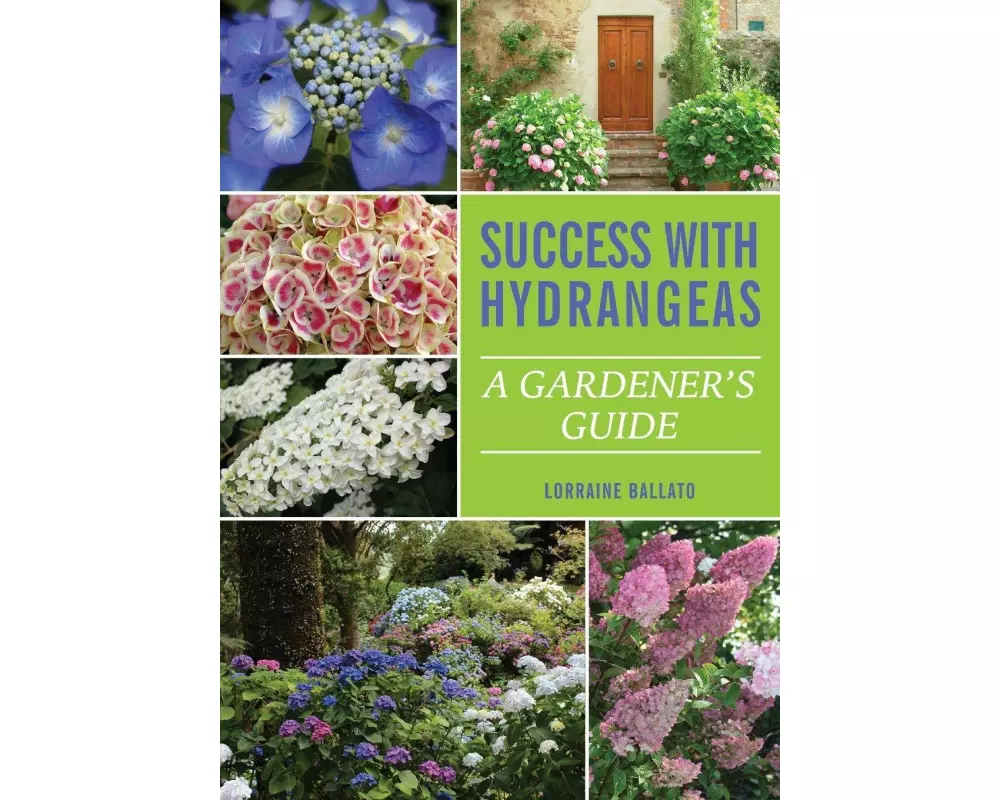 Success With Hydrangeas