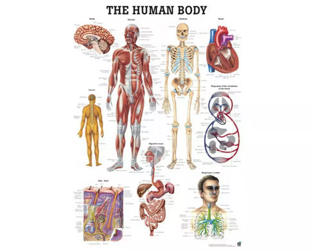Rüdiger Anatomische Lehrtafel Der menschliche Körper Englisch