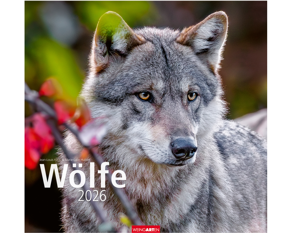 WEINGARTEN Bildkalender 2026 2963700+26 Wölfe DE 48x46cm