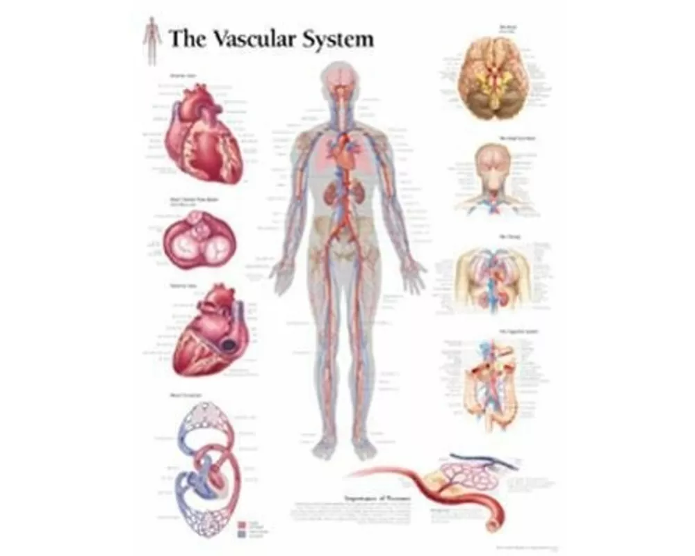 Vascular System Paper Poster