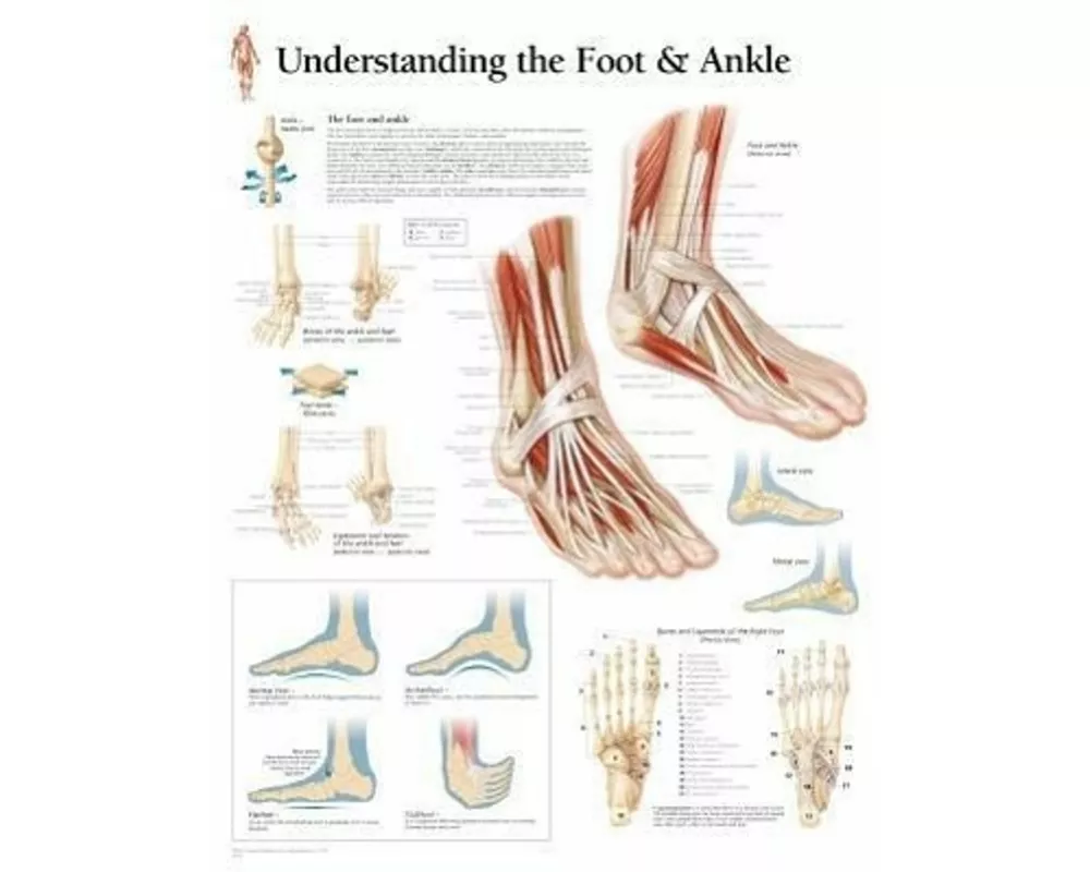 Understanding the Foot & Ankle Paper Poster