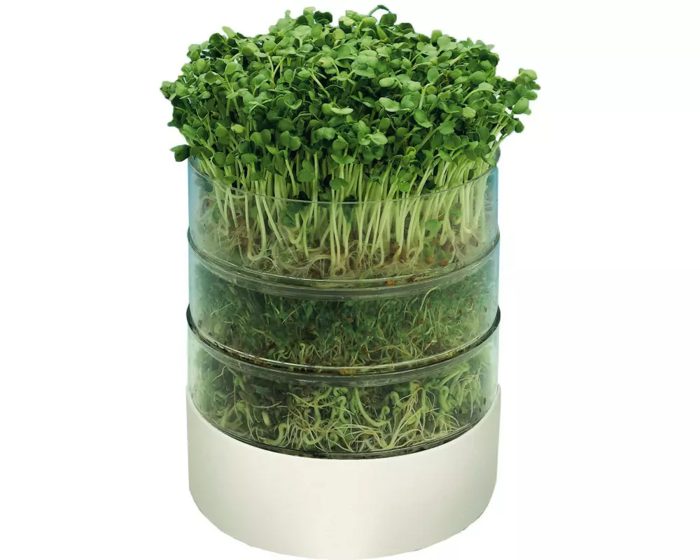 Samen Mauser Keimapparat Bioset Weiss