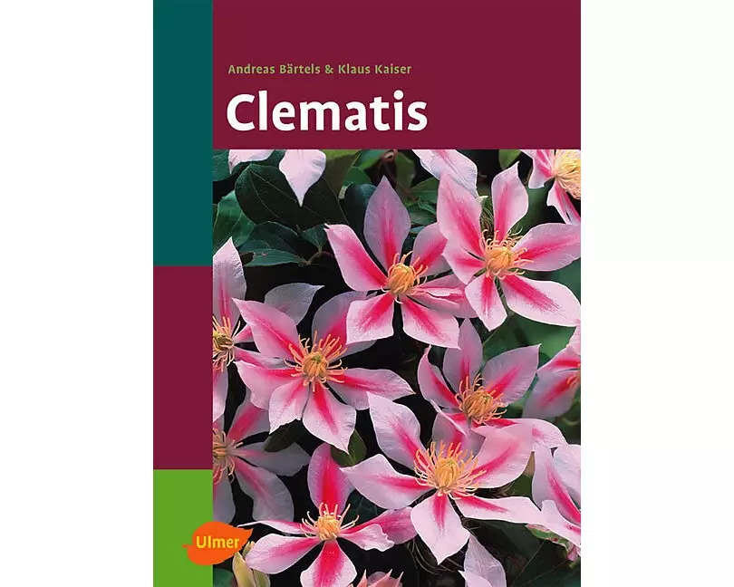 Clematis