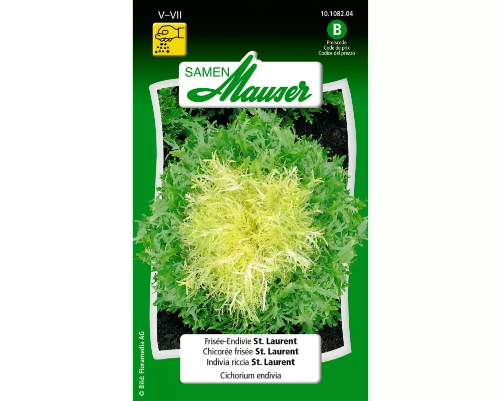 Samen Mauser Samen Frisé Endivie St. Laurent