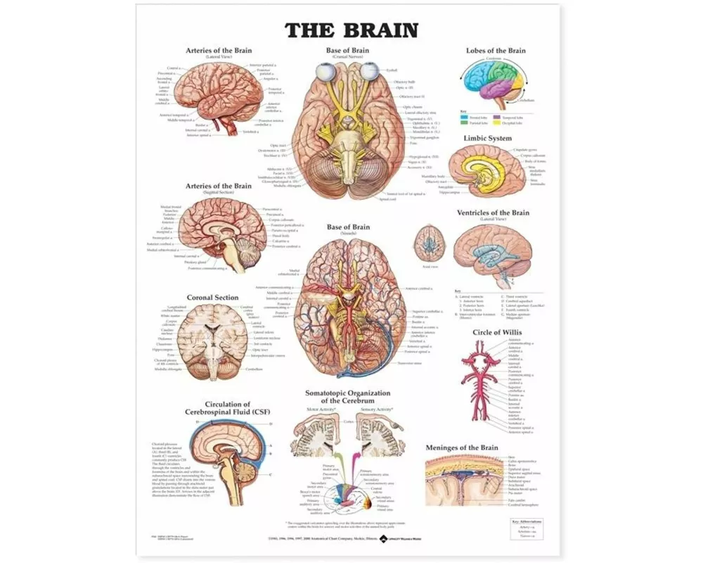 The Brain Anatomical Chart