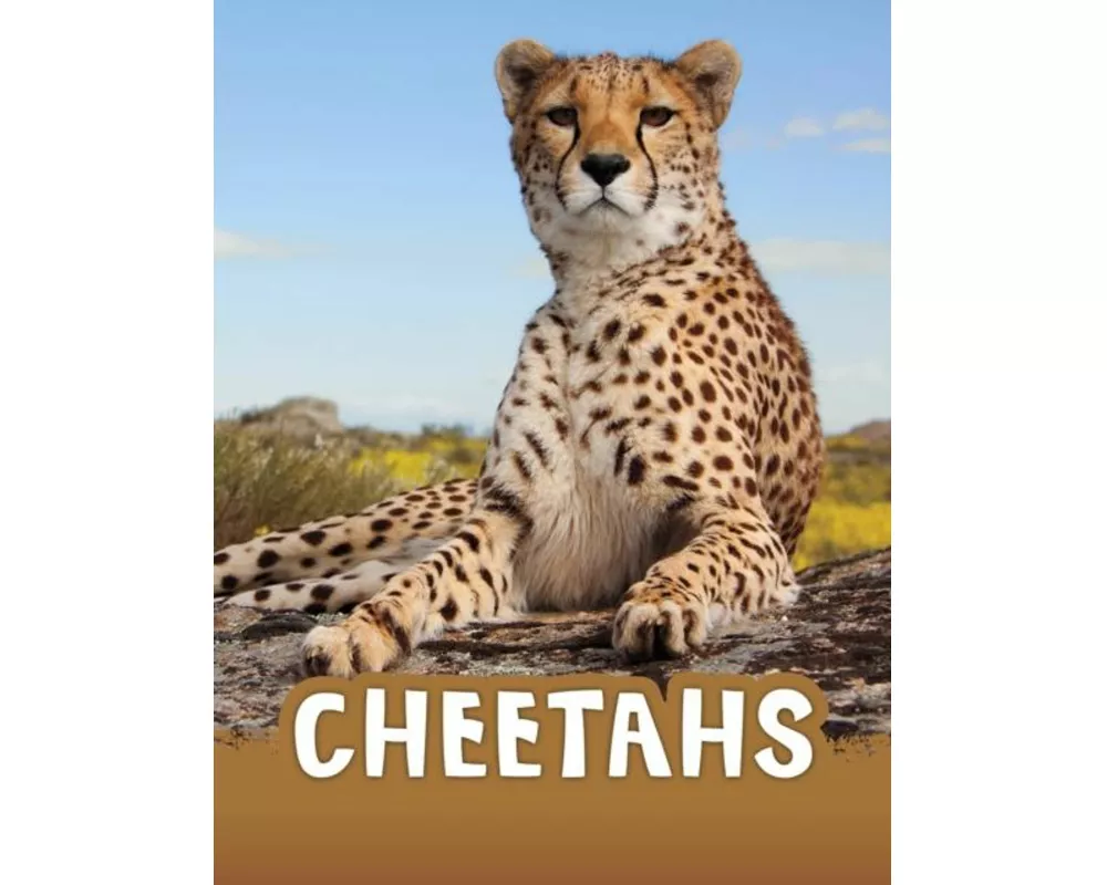 Cheetahs