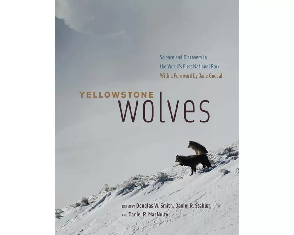 Yellowstone Wolves