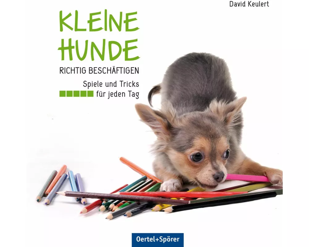 Kleine Hunde richtig beschäftigen