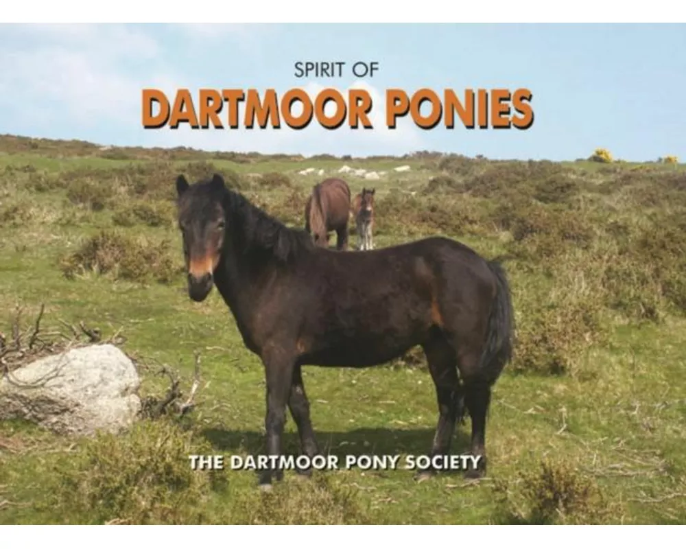 Spirit of Dartmoor Ponies