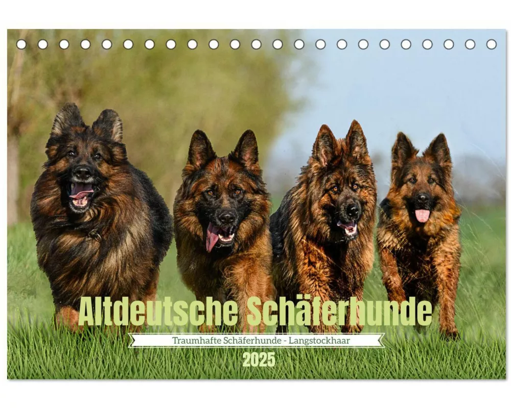 Altdeutsche Schäferhunde - Traumhafte Schäferhunde Langstockhaar (Tischkalender 2025 DIN A5 quer), CALVENDO Monatskalender