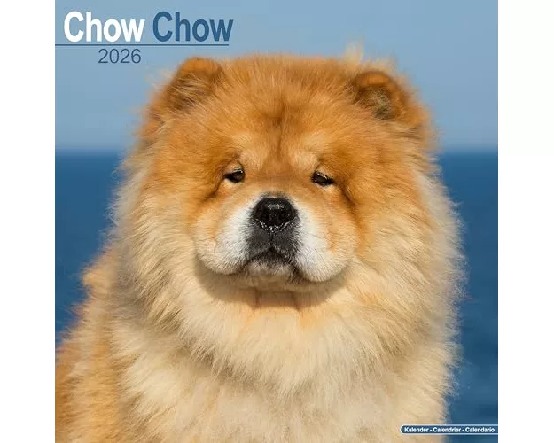 Chow Chow Calendar 2026 Square Dog Breed Wall Calendar - 16 Month