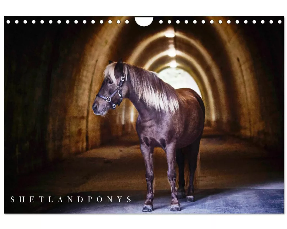 Shetlandpony Kalender (Wandkalender 2026 DIN A4 quer), CALVENDO Monatskalender
