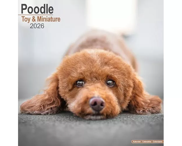 Poodle (Toy & Miniature) Calendar 2026 Square Dog Breed Wall Calendar - 16 Month