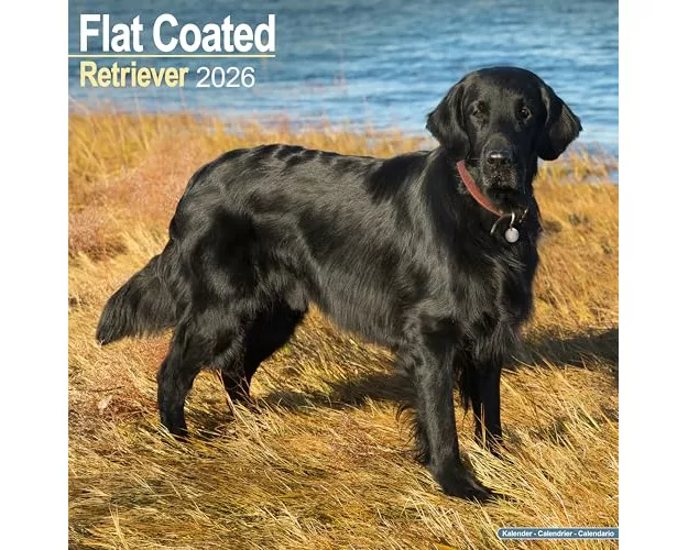 Flatcoated Retriever Calendar 2026 Square Dog Breed Wall Calendar - 16 Month