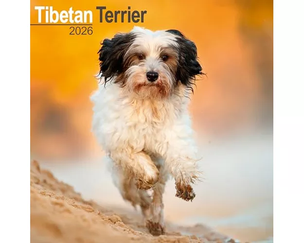 Tibetan Terrier Calendar 2026 Square Dog Breed Wall Calendar - 16 Month