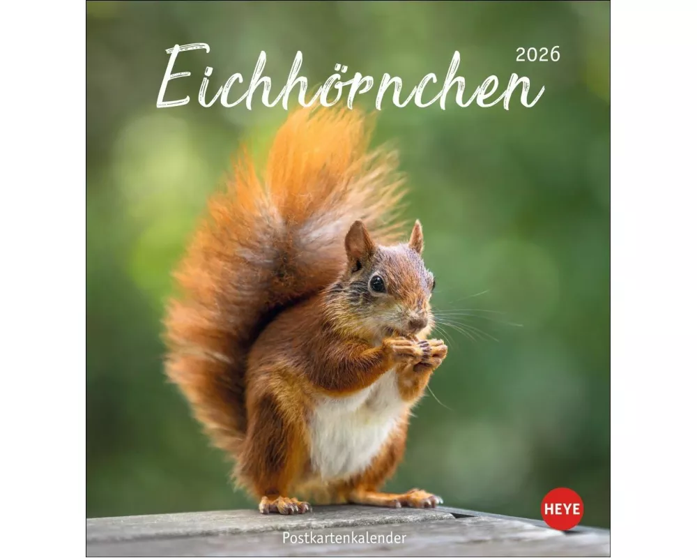 Eichhörnchen Postkartenkalender 2026