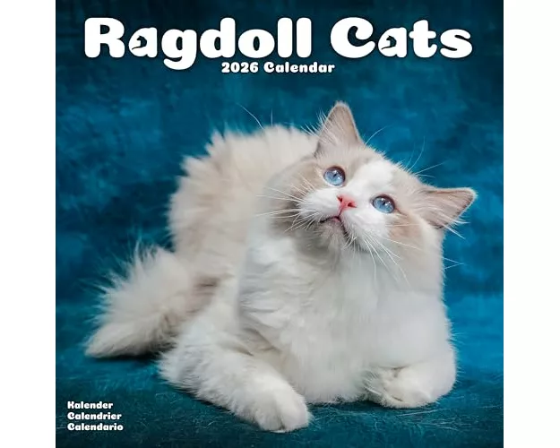 Cats - Ragdoll Calendar 2026 Square Cat Wall Calendar - 16 Month