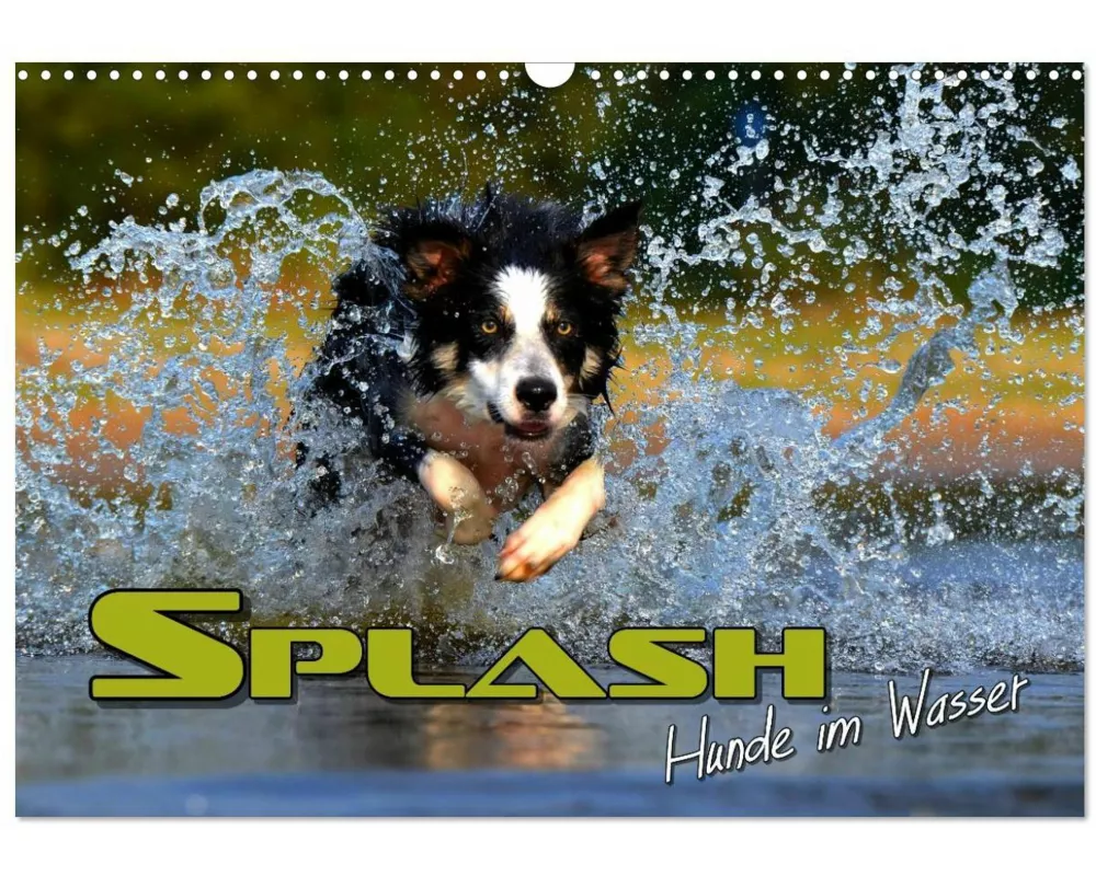 SPLASH - Hunde im Wasser (Wandkalender 2025 DIN A3 quer), CALVENDO Monatskalender