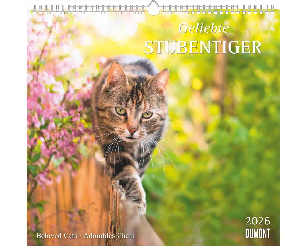 DUMONT - Geliebte Stubentiger 2026 – Wandkalender 38 x 36cm mit 12 Katzenmotiven, dekorativer Tierkalender für Katzenliebhaber