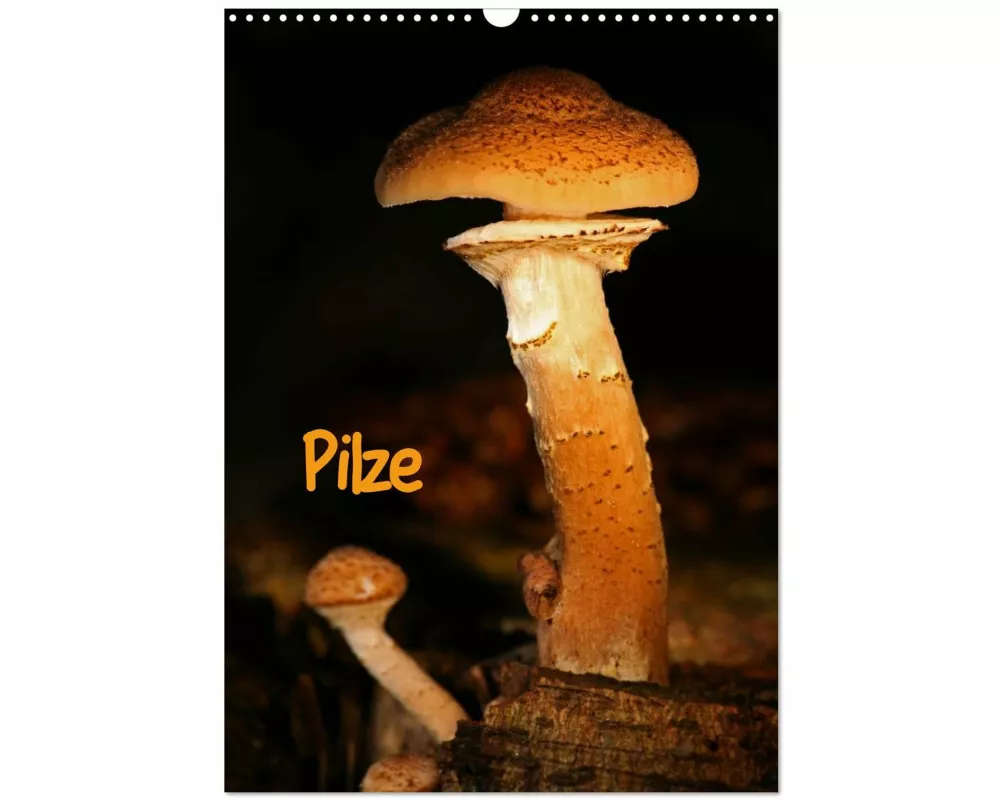 Pilze (Wandkalender 2025 DIN A3 hoch), CALVENDO Monatskalender