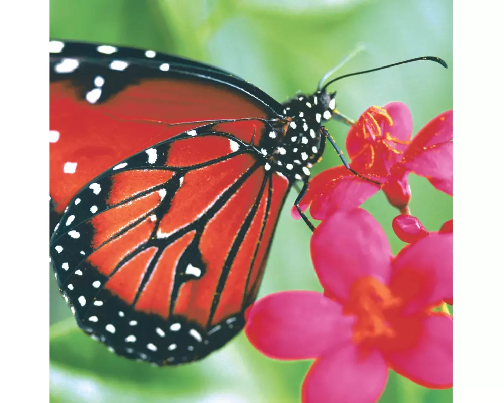 Paper + Design Papierservietten Spring Butterfly 33 cm x 33 cm, 20 Stück