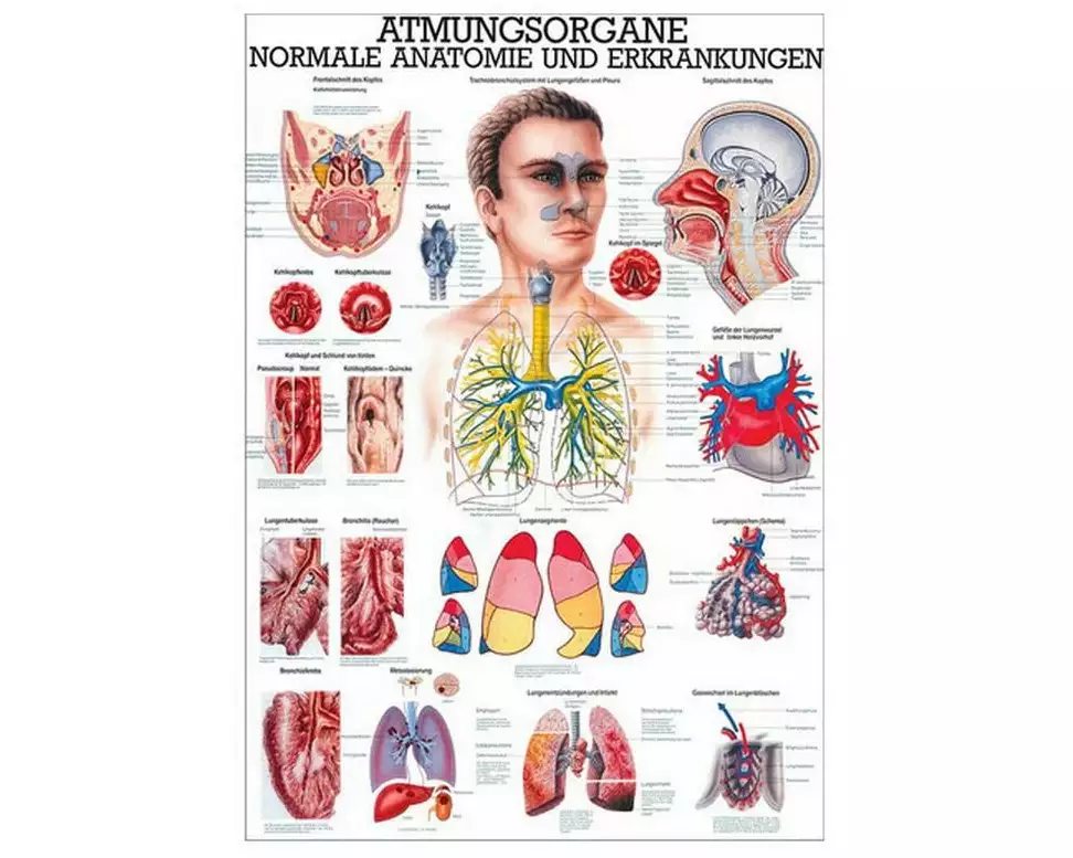 Rüdiger Anatomische Lehrtafel Atmungsorgane 70 x 100 cm