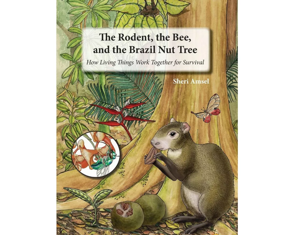The Rodent, the Bee, and the Brazil Nut Tree