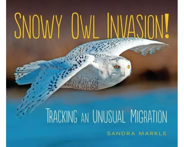 Snowy Owl Invasion!