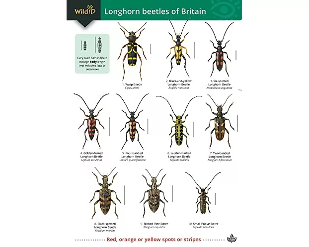Guide to longhorn beetles of Britain