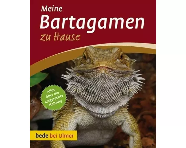Bartagamen zu Hause