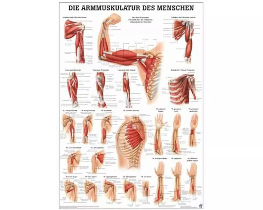 Rüdiger Anatomische Lehrtafel Armmuskulatur 50 x 70 cm