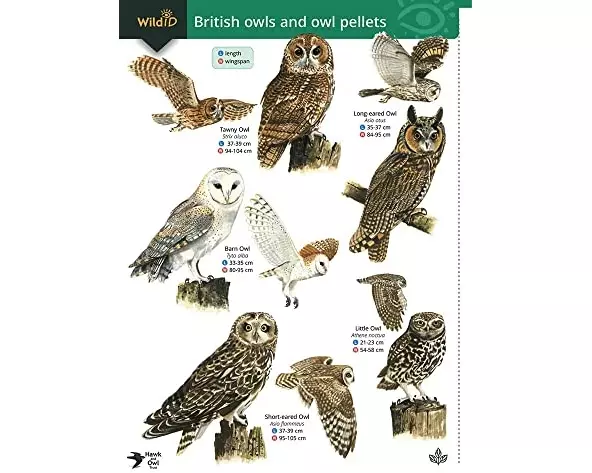 Guide to British Owls and Owl Pellets